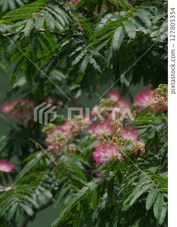 Waterside silk tree 127805354