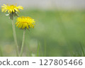 Dandelions blooming on the roadside 127805466