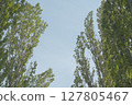 Trees in Hokkaido 127805467