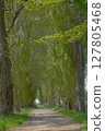 Poplar's tree-lined avenue 127805468