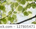 Leaves transparent to the sun's light 127805471
