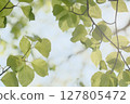 Leaves transparent to the sun's light 127805472