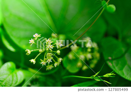 Mt. Mitsutoge in the Misaka Mountains: Asclepiadaceae Ikema Mt. Mitsutoge in the Misaka Mountains: Asclepiadaceae Ikema 127805499