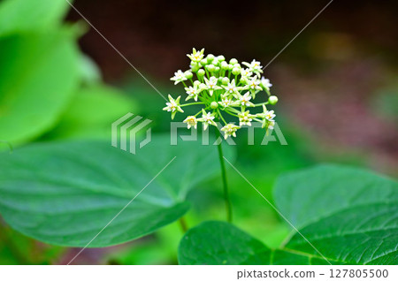 Mt. Mitsutoge in the Misaka Mountains: Asclepiadaceae Ikema 127805500