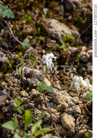 群馬縣嬬戀村白色荷包牡丹 127805510