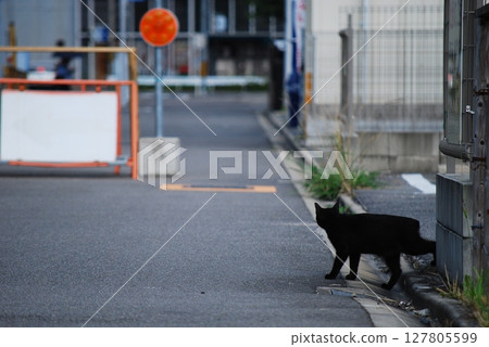 貓過馬路 127805599