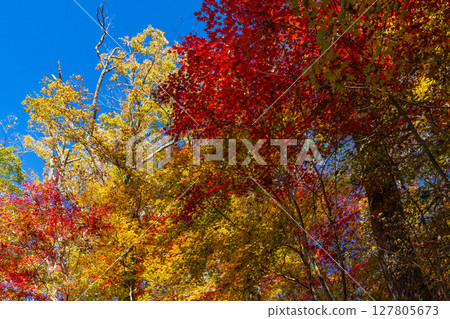 Autumn in Iida City, Nagano Prefecture - Autumn leaves at Tenryukyo Gorge Autumn in Iida City, Nagano Prefecture - Autumn leaves at Tenryukyo Gorge 127805673
