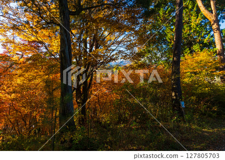 Autumn in Iida City, Nagano Prefecture - Autumn leaves at Tenryukyo Gorge Autumn in Iida City, Nagano Prefecture - Autumn leaves at Tenryukyo Gorge 127805703