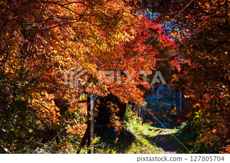 長野縣飯田市的秋天－天龍峽的紅葉 127805704