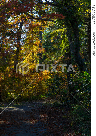 Autumn in Iida City, Nagano Prefecture - Autumn leaves at Tenryukyo Gorge 127805738