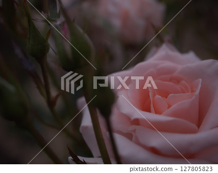 The beautiful pink rose "Koigokoro" bloomed in May 127805823