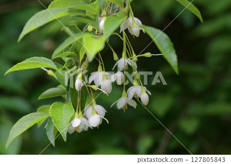 The arrival of early summer The pure white flowers of the styrax 127805843