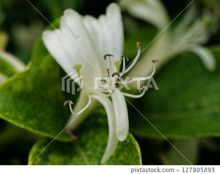 Evergreen climbing woody plant Caprifoliaceae Honeysuckle flower Evergreen climbing woody plant Caprifoliaceae Honeysuckle flower 127805893