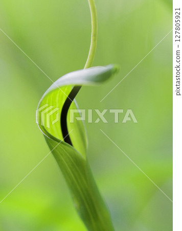 Araceae plant Karasubishaku Araceae plant Karasubishaku 127805921
