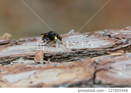 棲息在樹樁上的 Anthopteridae 棲息在樹樁上的 Anthopteridae 127805948