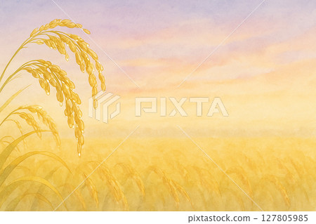 晨曦中閃耀的水彩風格稻田 127805985