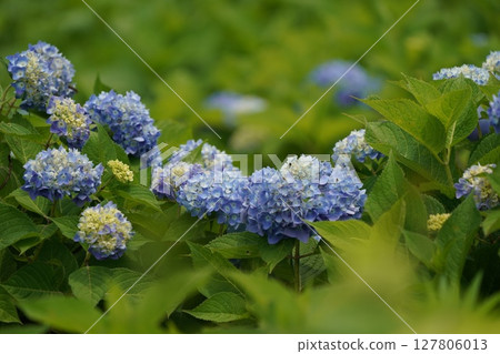 藍色繡球花 藍色繡球花 127806013