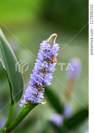長葉鳳眼藍、長葉鳳眼藍、水葫蘆(Pontederia cordata) 長葉鳳眼藍、長葉鳳眼藍、水葫蘆(Pontederia cordata) 127806202