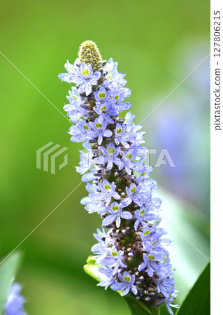 長葉鳳眼藍、長葉鳳眼藍、水葫蘆(Pontederia cordata) 長葉鳳眼藍、長葉鳳眼藍、水葫蘆(Pontederia cordata) 127806215