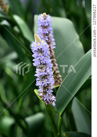 長葉鳳眼藍、長葉鳳眼藍、水葫蘆（Pontederia cordata） 127806217