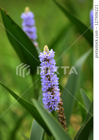 長葉鳳眼藍、長葉鳳眼藍、水葫蘆（Pontederia cordata） 127806221