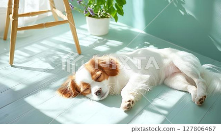 一隻狗在陽光下安靜地睡覺 一隻狗在陽光下安靜地睡覺 127806467