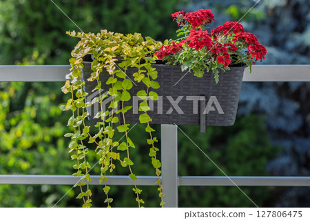 Balcony flower box with red blooms and vines 127806475
