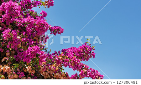 Pink bougainvillea flowers under blue sky Pink bougainvillea flowers under blue sky 127806481