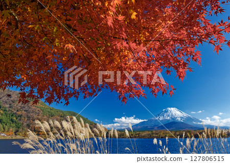 Autumn leaves of maple trees along Lake Shojiko and Mt. Fuji Autumn leaves of maple trees along Lake Shojiko and Mt. Fuji 127806515