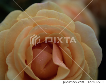 "Star Chaser" yellow roses bloomed beautifully in May "Star Chaser" yellow roses bloomed beautifully in May 127806519