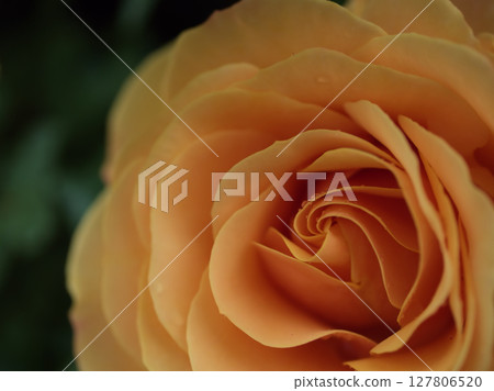"Star Chaser" yellow roses bloomed beautifully in May "Star Chaser" yellow roses bloomed beautifully in May 127806520