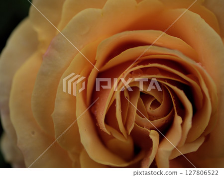 "Star Chaser" yellow roses bloomed beautifully in May "Star Chaser" yellow roses bloomed beautifully in May 127806522