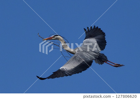 A grey heron carrying branches for building a nest 127806620