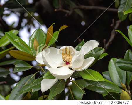 Magnolia taisin flower blooming in early summer Magnolia taisin flower blooming in early summer 127806777