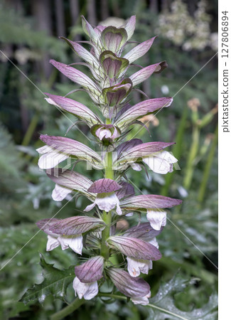 Pretty Acanthus hungaricus is a type of bear's breeches or Soft Acanthus. 127806894