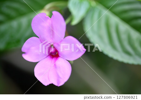 鳳仙花 鳳仙花 127806921