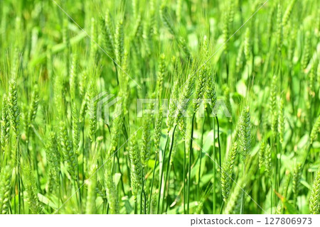 五月小麥糯米 127806973