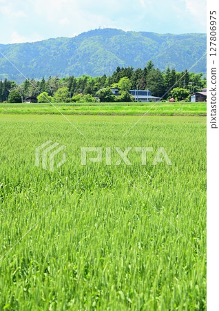 五月小麥糯米 127806975
