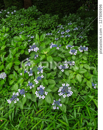 Hydrangea with petals blooming in the shade 127806996