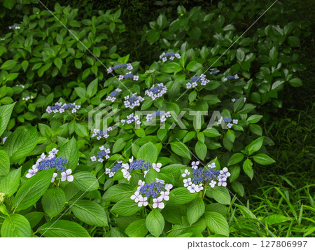 花瓣在樹蔭下綻放的繡球花 127806997