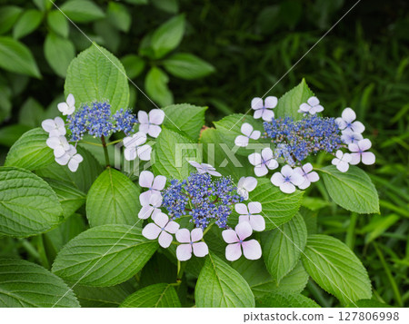 Hydrangea with petals blooming in the shade 127806998