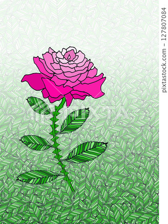 I am the star of the rose pink rose 127807084