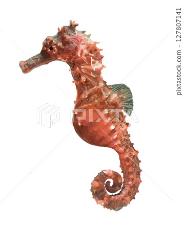 海馬（紅色） 127807141