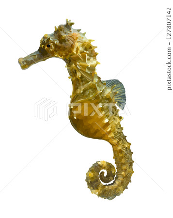 Seahorse (brown) 127807142