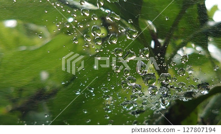 wet spider web 127807194