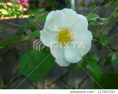 Rosa laevigata 127807202