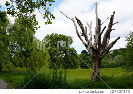 漢普斯特德希思 127807370