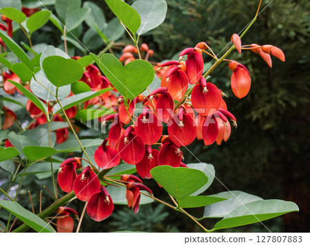 Red American deigo flowers in full bloom Red American deigo flowers in full bloom 127807883