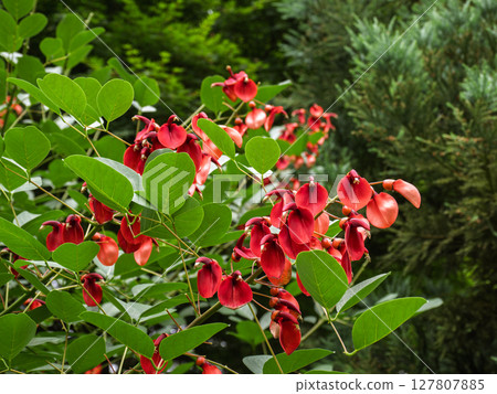 Red American deigo flowers in full bloom 127807885