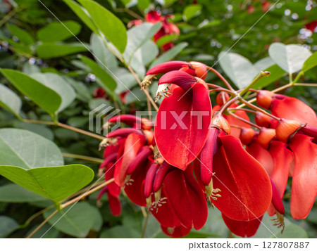 Red American deigo flowers in full bloom Red American deigo flowers in full bloom 127807887